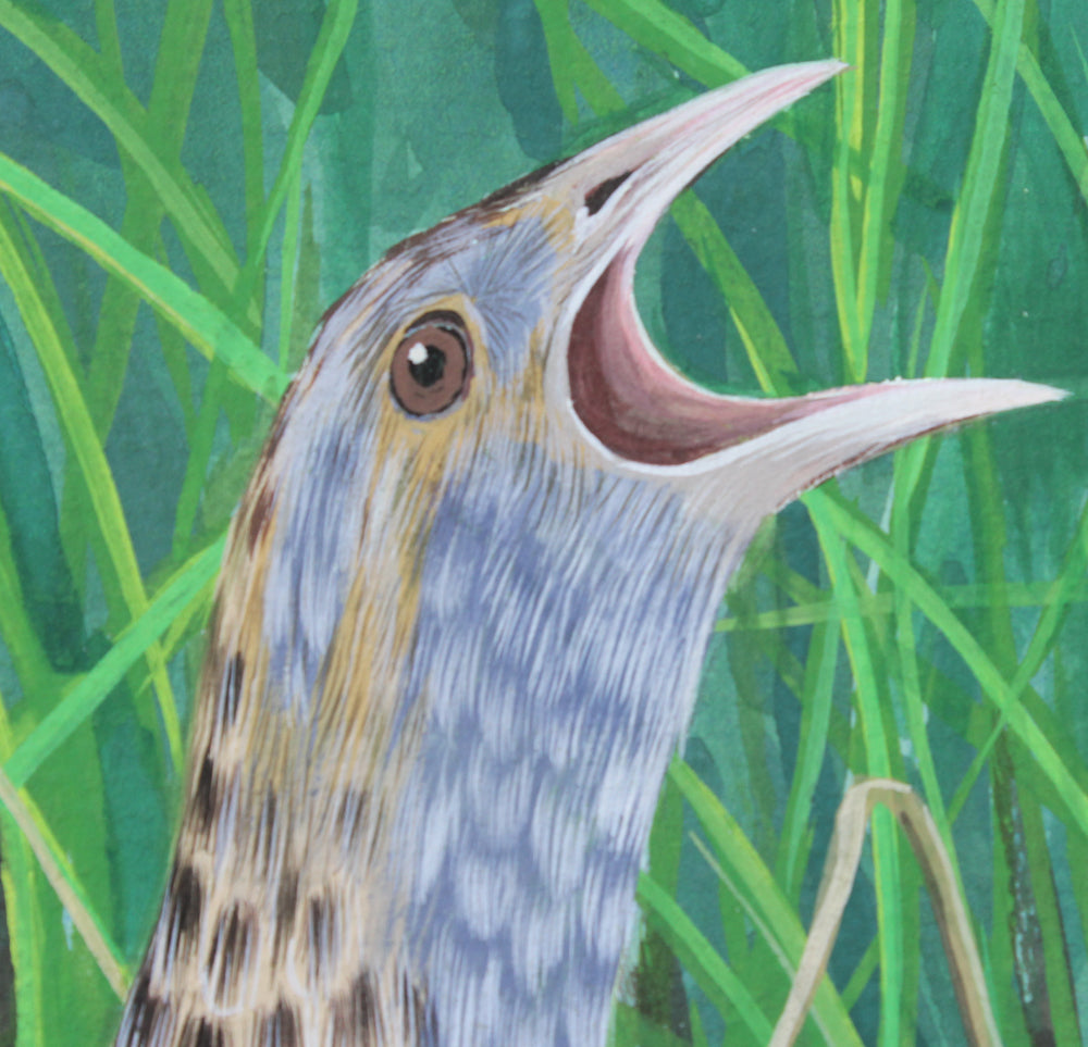 Corncrake on Rathlin Island - Gouache and Watercolour painting by Robert Spotten
