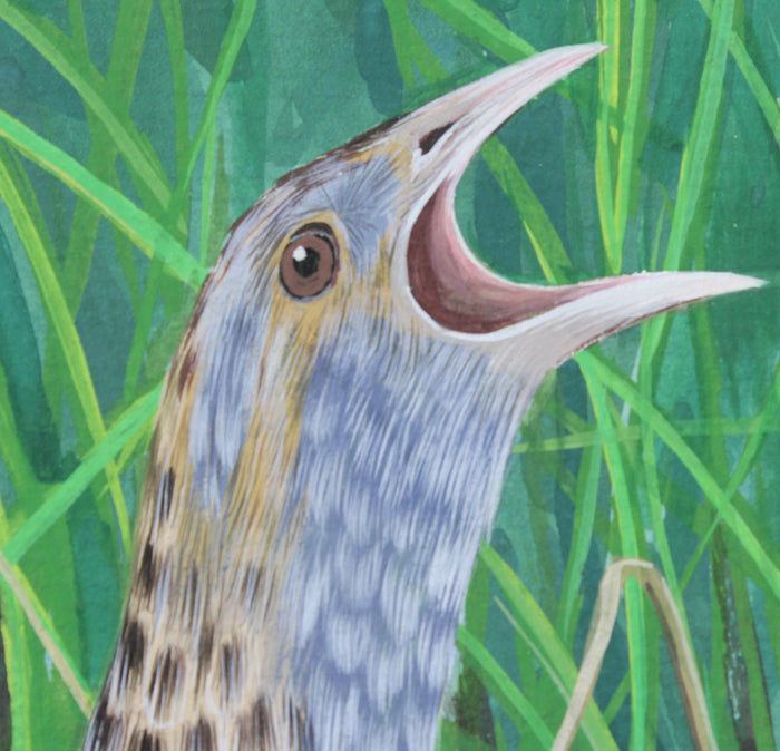 Corncrake on Rathlin Island - Gouache and Watercolour painting by Robert Spotten