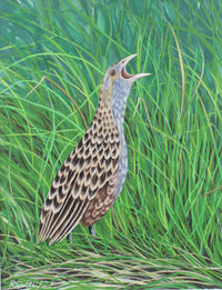 Corncrake on Rathlin Island - Gouache and Watercolour painting by Robert Spotten