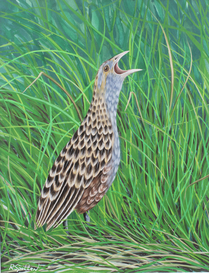 Corncrake on Rathlin Island - Gouache and Watercolour painting by Robert Spotten