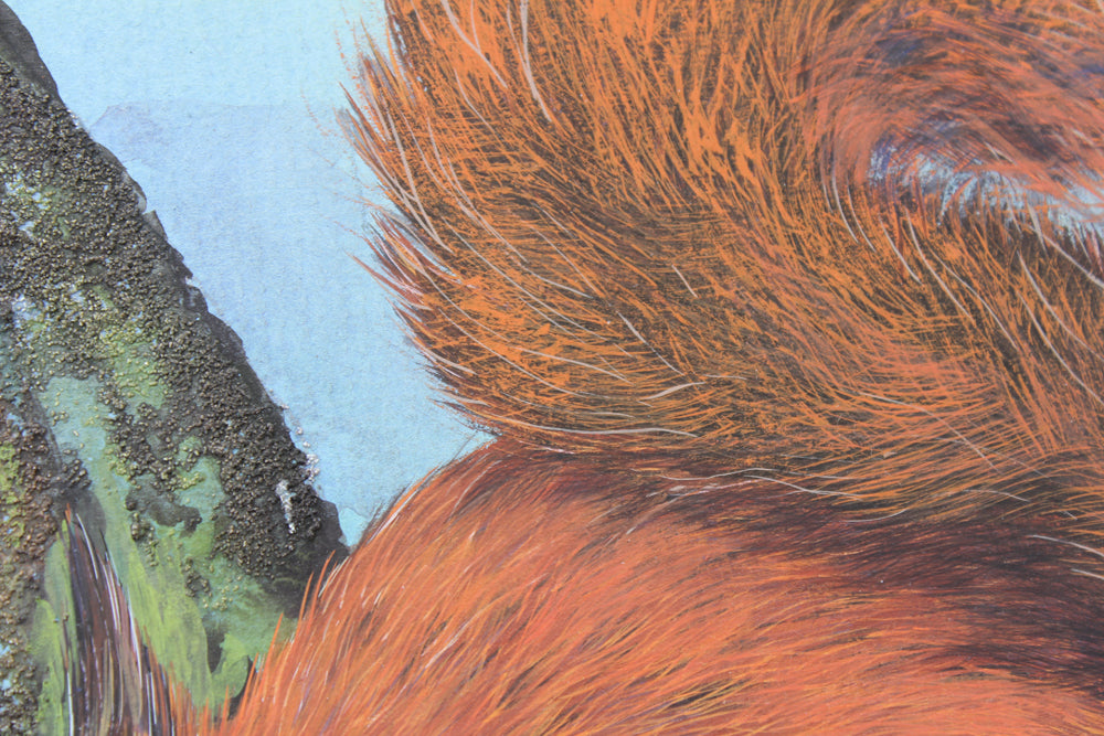 Red Squirrels in Ballycastle Forest - Gouache painting by Robert Spotten