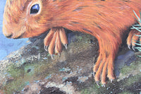 Red Squirrels in Ballycastle Forest - Gouache painting by Robert Spotten