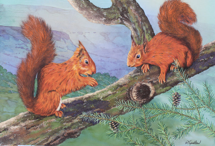 Red Squirrels in Ballycastle Forest - Gouache painting by Robert Spotten