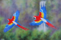 In Flight (Perroquets) - Gouache painting by Robert Spotten