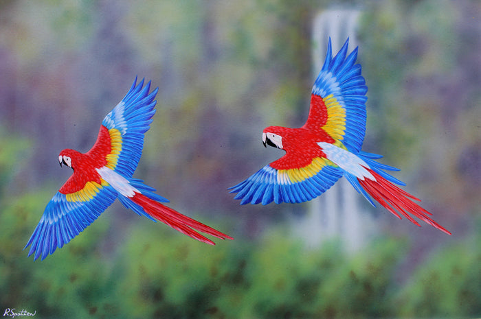 In Flight (Perroquets) - Gouache painting by Robert Spotten