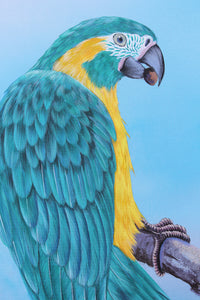 Blue Throated Macaw - Gouache and Watercolour painting by Robert Spotten