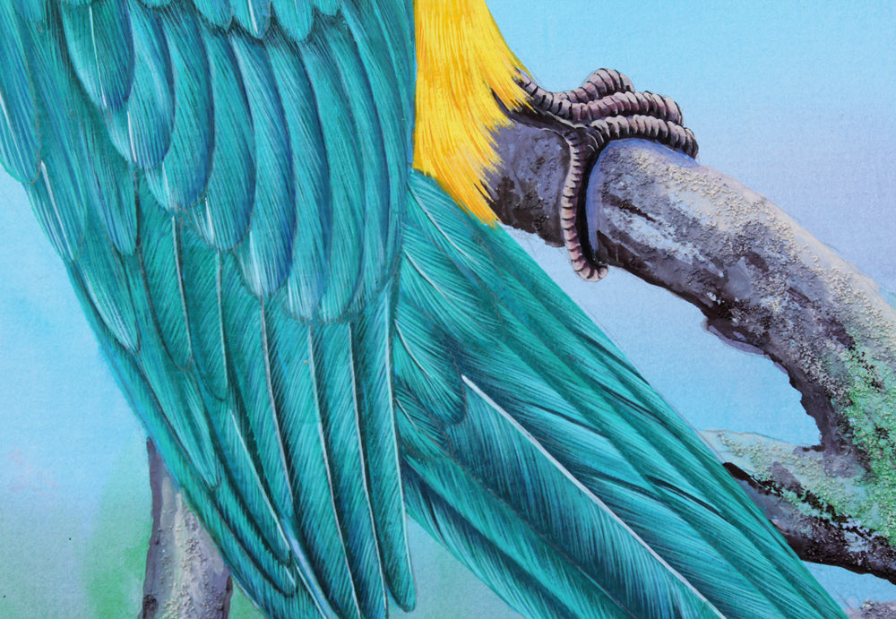 Blue Throated Macaw - Gouache and Watercolour painting by Robert Spotten