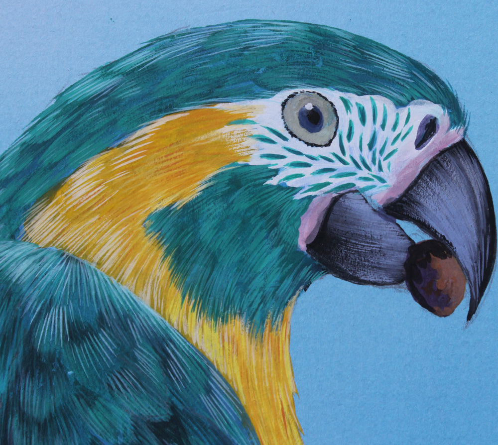 Blue Throated Macaw - Gouache and Watercolour painting by Robert Spotten