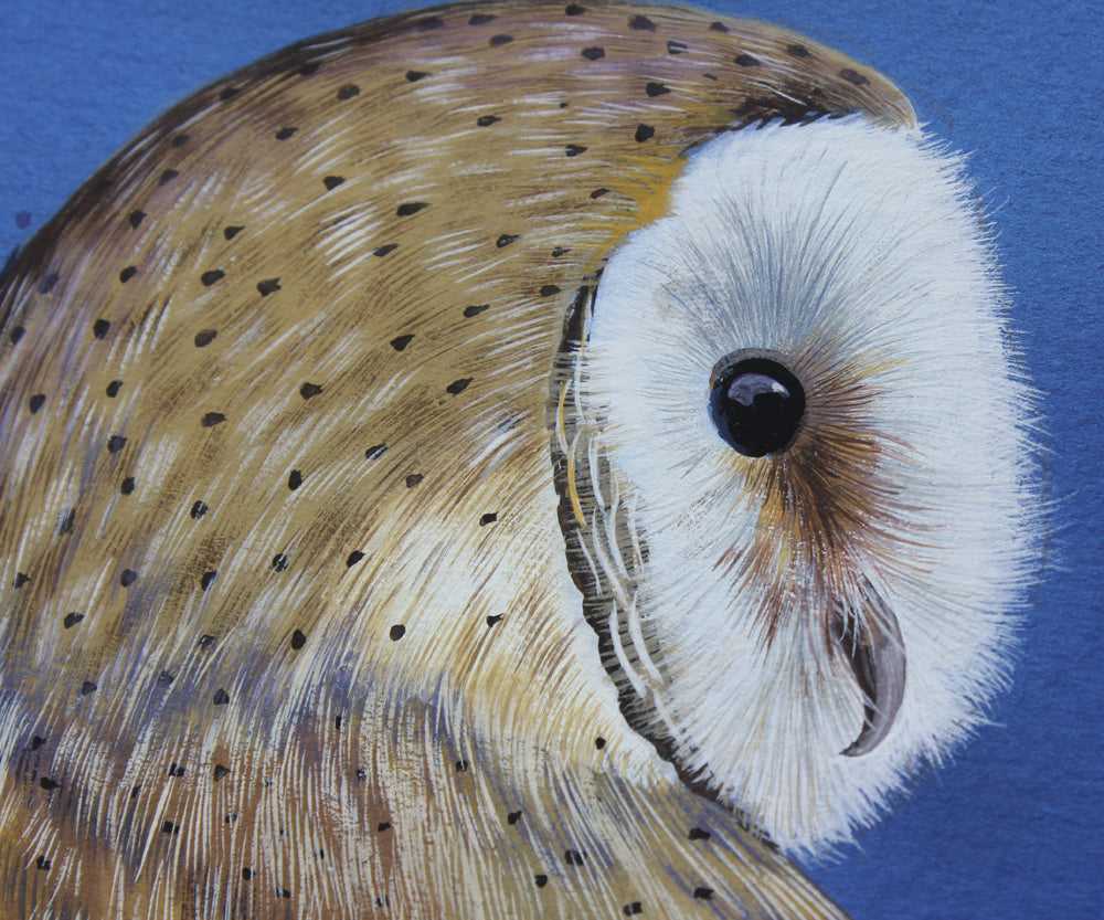 Barn Owl - Gouache painting by Robert Spotten