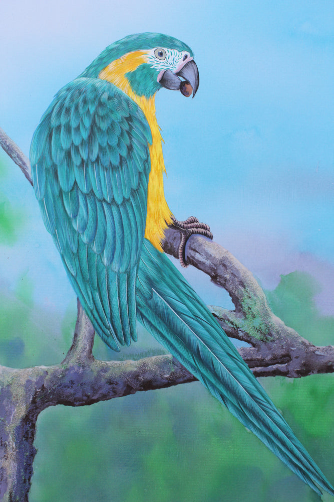 Blue Throated Macaw - Gouache and Watercolour painting by Robert Spotten