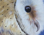 Barn Owl - Gouache painting by Robert Spotten